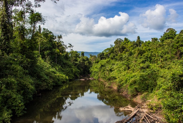 Zdjęcie piękna rzeka i zieleni drzewo w tropikalnym lesie przy tajlandia.