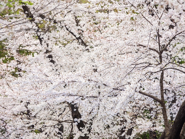 Piękna sakura kwitnie wiosną