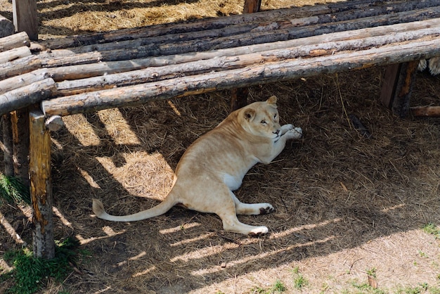 Piękna samica białego lwa leżąca na drewnianej platformie i patrząca mocno swoimi niebieskimi oczami w lesie Wysokiej jakości zdjęcie