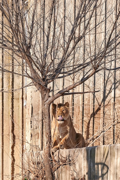 Piękna Samica Lwa (panthera Leo) Leżąca W Swoim Ogrodzie Zoologicznym, Patrząca Na Kamerę Z Drzewem Z Przodu
