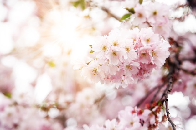 Piękna scena przyrody z kwitnącym drzewem kwiatów