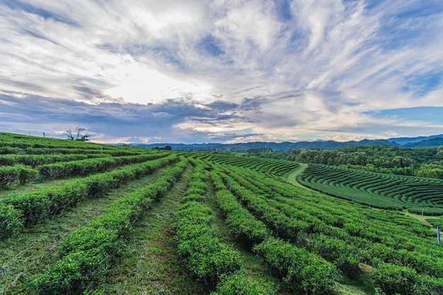 Piękna sceneria plantacji herbaty Choui Fong w Mae Chan, atrakcji turystycznej w Chiang Rai w Tajlandii.