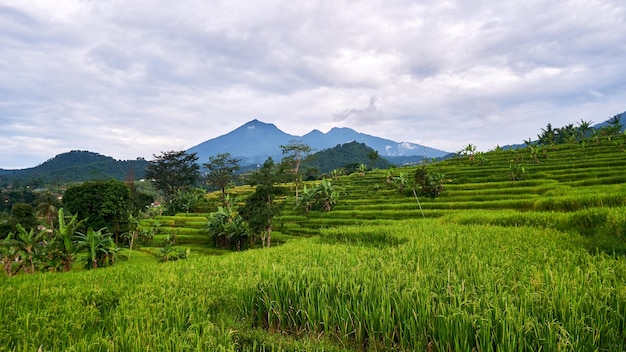 Piękna sceneria pola ryżowego z górskim tłem