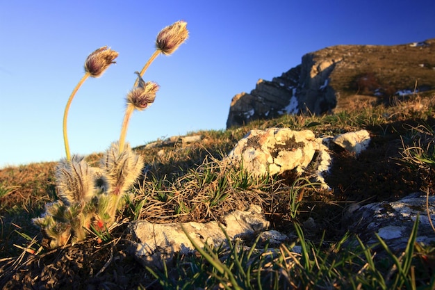 Piękna sceneria z niebieskimi dzwoneczkami w letnich górach Campanula Alpina