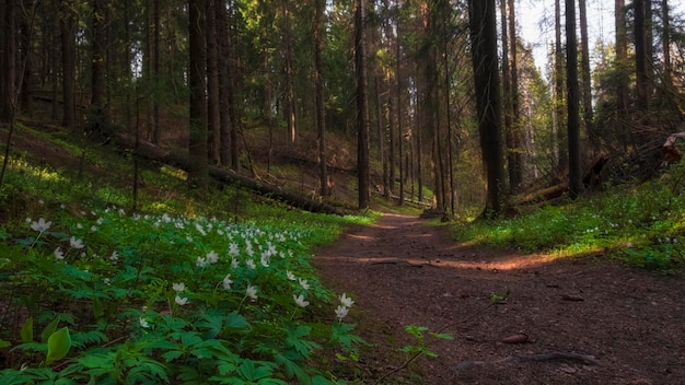 Piękna ścieżka przez polanę ze świeżymi białymi pierwiosnkami wiosna natura w słonecznym lesie