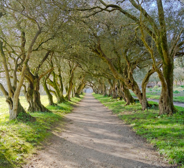 Piękna ścieżka wśród drzew oliwnych