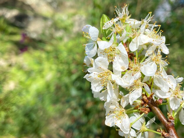 Piękna śliwka chińska kwitnąca wiosną na drzewie w kolorze białym