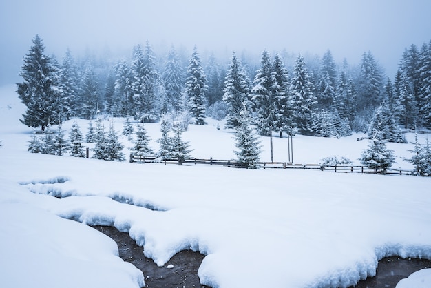 Piękna śnieżna panorama zaspy i cienki pas rzeki przechodzą przez ścianę gęstego iglastego pokrytego śniegiem lasu w pochmurny zimowy mroźny dzień. Koncepcja surowej pogody zimowej