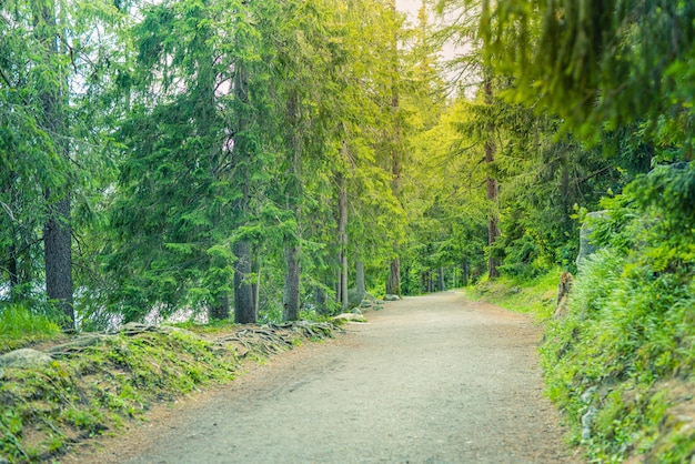 Piękna, spokojna panorama lasu sosnowego w lecie Ścieżka w parku poranna lekka naturalna wędrówka