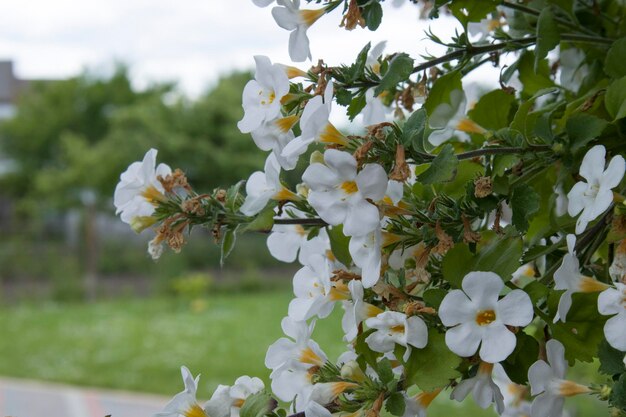 Piękna sutera kwitnie białymi kwiatami w ogrodzie w letni dzień