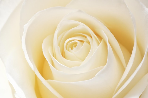 Piękna świeża biała róża
