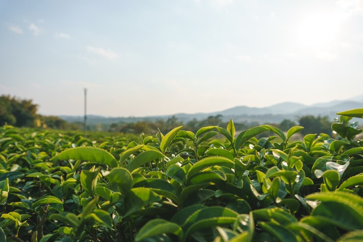 Piękna świeża zielonej herbaty plantacja