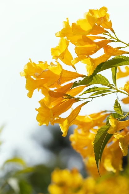 Piękna Tecoma stoi kwiaty w ogrodzie Miękkie i selektywne skupienie