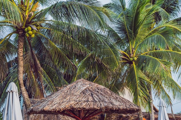 Piękna tropikalna plaża ze słomianym parasolem i palmą. Słomkowy parasol i palma na plaży?