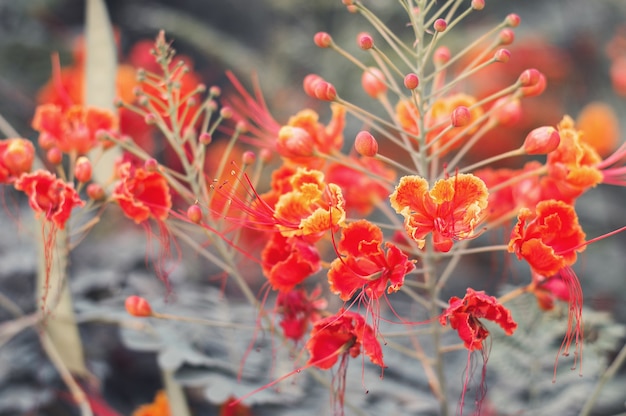 Piękna tropikalna roślina o jaskrawoczerwonych kwiatach i zielonych liściach Caesalpinia flower