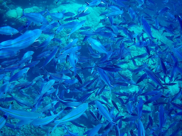 Zdjęcie piękna tropikalna ryba marsa alam egipt