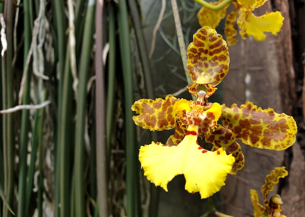 Piękna tygrysia orchidea Oncidium w ogrodzie.