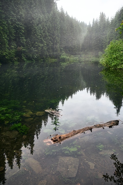Piękna ukraińska przyroda Jezioro leśne otoczone sosnami w deszczowy dzień Karpaty Rosohan Ukraina