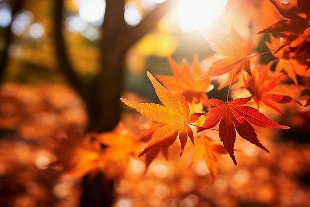 Piękna wiązka liści klonu w jesienny słoneczny dzień na pierwszym planie i rozmytym tle
