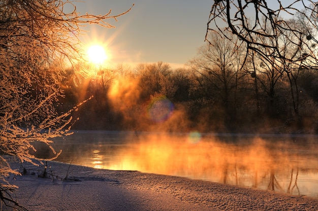 Zdjęcie piękna wieczorna panorama lasu