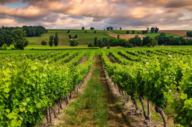 Piękna winnica o zachodzie słońca Podróżuj po Francji Bordeaux