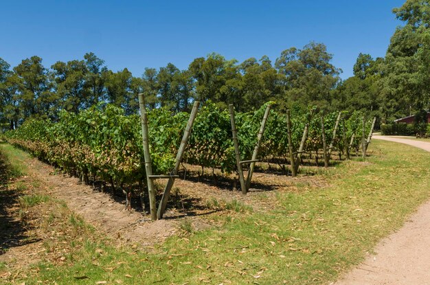 Piękna Winorośl Europejskich Winogron W Urugwajskiej Winnicy W Regionie Canelos Winogrona Moscato