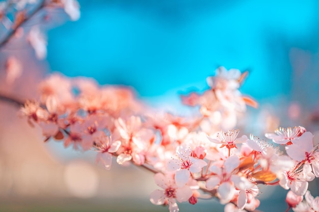Piękna wiosna natura scena z różowym kwitnącym drzewem Sen natura rozmycie pola widok zbliżenie natura