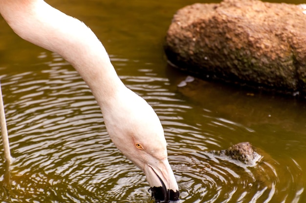 Piękna woda pitna flamingo w rzece w Brazylii.