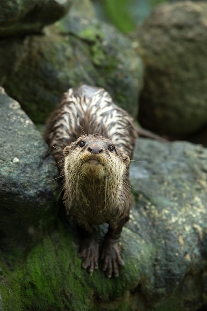 Piękna wydra stojąca w zoo