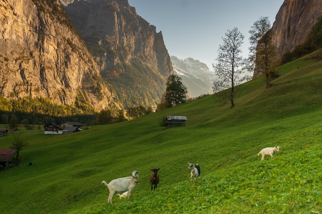 Piękna wysokogórska krajobrazowa zielona dolina Lauterbrunnen, Szwajcaria, jesień.