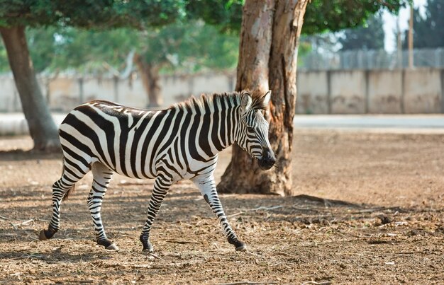 piękna zebra na tle drewna