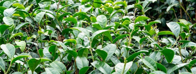 Piękna zielona herbata uprawa rzędów ogrodowych koncepcja projektu sceny dla świeżego produktu herbacianego