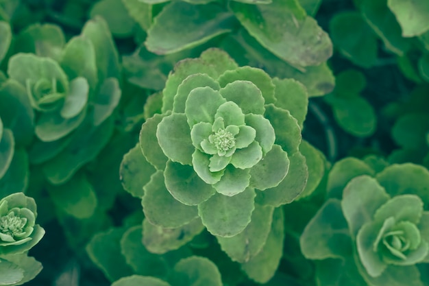 Piękna zielona soczysta Echeveria dekoracyjna