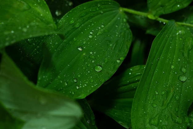 Piękna zielona tekstura liści z kroplami wody po deszczu z bliska