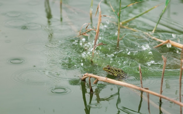 Piękna zielona żaba na jeziorze