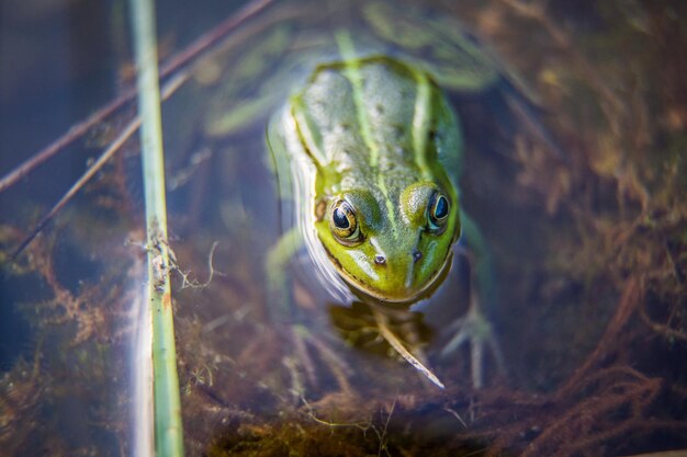 Piękna zielona żaba wodna ciesząca się opalanie w naturalnym środowisku przy lasowym stawie.