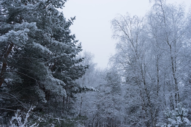 Piękna zimowa panorama Sosny pokryte śniegiem w mroźny wieczór