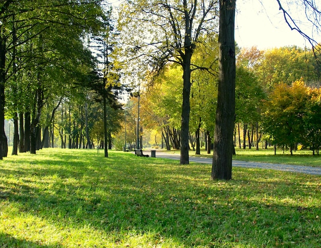 Zdjęcie piękna złota jesień w parku