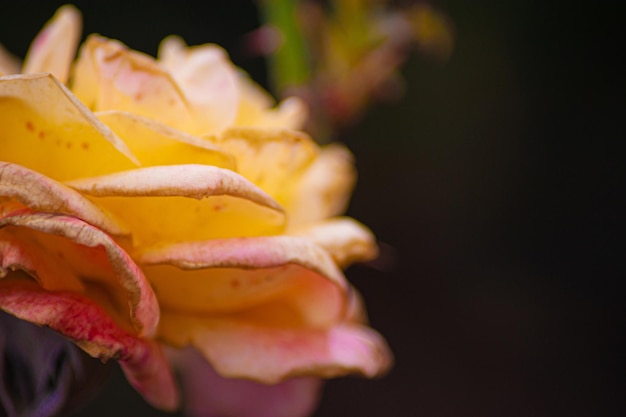 Piękna złota róża w ogrodowym kwiecie