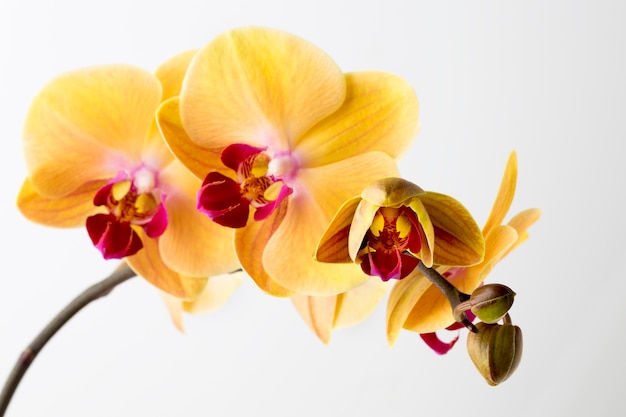 Piękna żółta orchidea na białym tle.