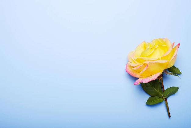 Piękna żółta róża na niebieskim tle