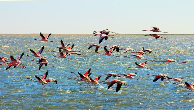 Piękne afrykańskie różowe flamingi latają nad morzem