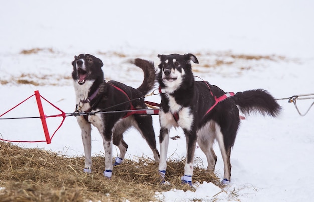 Zdjęcie piękne alaskie psy husky odpoczywające podczas wyścigu psów na sanie długodystansowy wyścig psów na sanie w norwegii