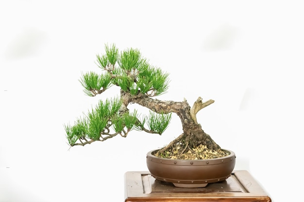 Piękne artystyczne bonsai na białym tle