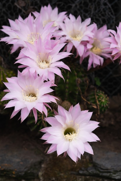 Piękne białe i różowe kwiaty kaktusa na naturalnym tle. Skopiuj miejsce.