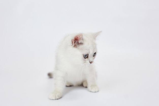 Piękne białe kocięta szynszyla brytyjska srebrna