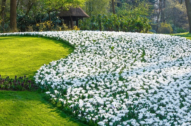 Piękne białe krokusy w wiosennym parku.