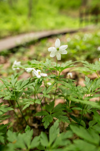 Piękne białe kwiaty dębu anemonowego anemone nemorosa w wiosennym lesie