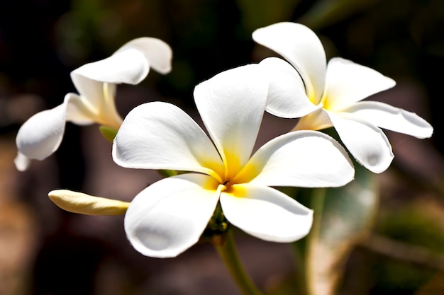 Piękne białe kwiaty frangipani na ciemnym tle