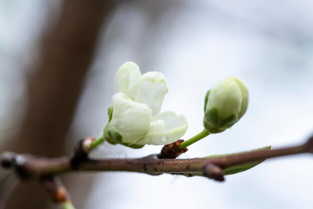Piękne białe kwiaty i pąki śliwki Prunus domestica z przezroczystymi kroplami wody po deszczu